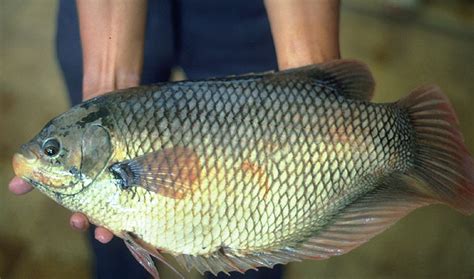 招財魚|大絲足鱸